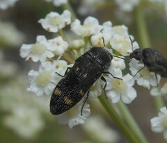 Acmaeoderella flavofasciata flavofasciata