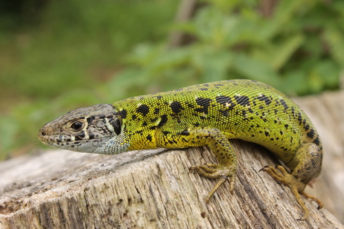 Iberian Emerald Lizard