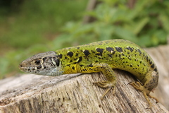 Schreiber's Green Lizard photo 4