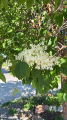 Syringa reticulata