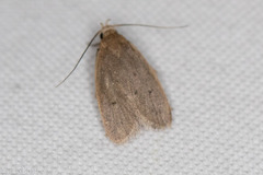 Inga obscuromaculella