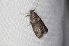 Acrobasis texana