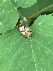 Elasmostethus atricornis