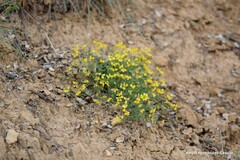 Coronilla minima lotoides