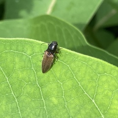 Hemicrepidius decoloratus