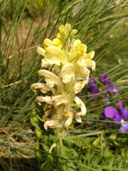 Pedicularis comosa