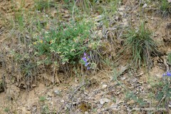 Lathyrus filiformis