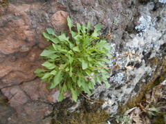 Hypochaeris robertia