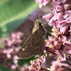 Atalopedes campestris
