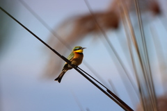 Merops pusillus argutus