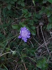 Knautia arvensis