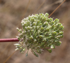 Allium leucanthum