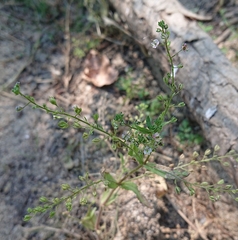 Veronica anagalloides