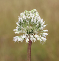Allium leucanthum