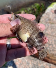 Serranus subligarius