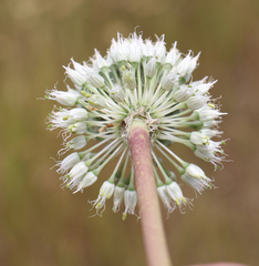 Allium leucanthum