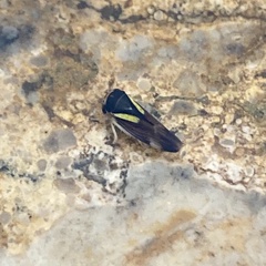 Balcanocerus provancheri