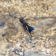 Balcanocerus provancheri