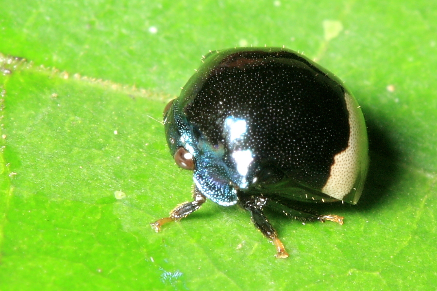 Chelyoidea intermedia