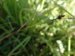 Carex hostiana