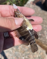 Serranus subligarius