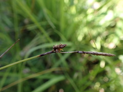 Carex hostiana