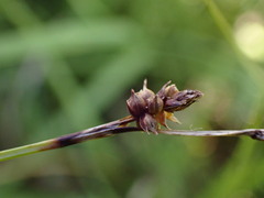 Carex hostiana