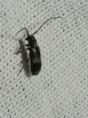 Exocentrus lusitanus