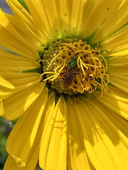 Agapostemon virescens