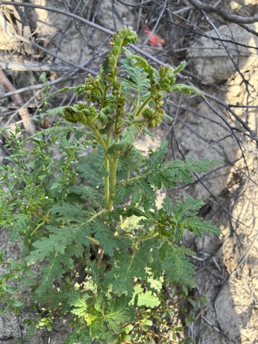 Image of Rocky Mountain Phacelia by (c) Cheryl McCleary-Catalano, some rights reserved (CC BY)