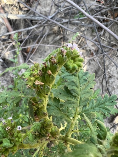 Rocky Mountain Phacelia (Phacelia denticulata)