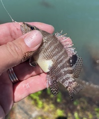 Serranus subligarius