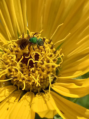 Agapostemon virescens
