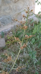 Scrophularia lyrata