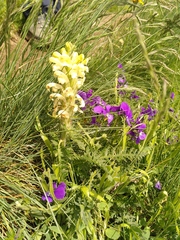 Pedicularis comosa