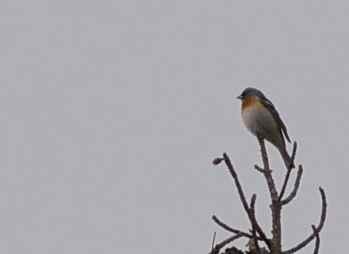 iNaturalist observation photo of Lazuli Bunting