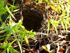 Chondestes grammacus