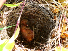 Chondestes grammacus