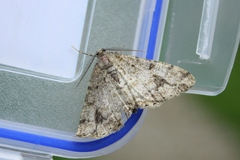 Paradarisa consonaria