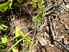 Chondestes grammacus