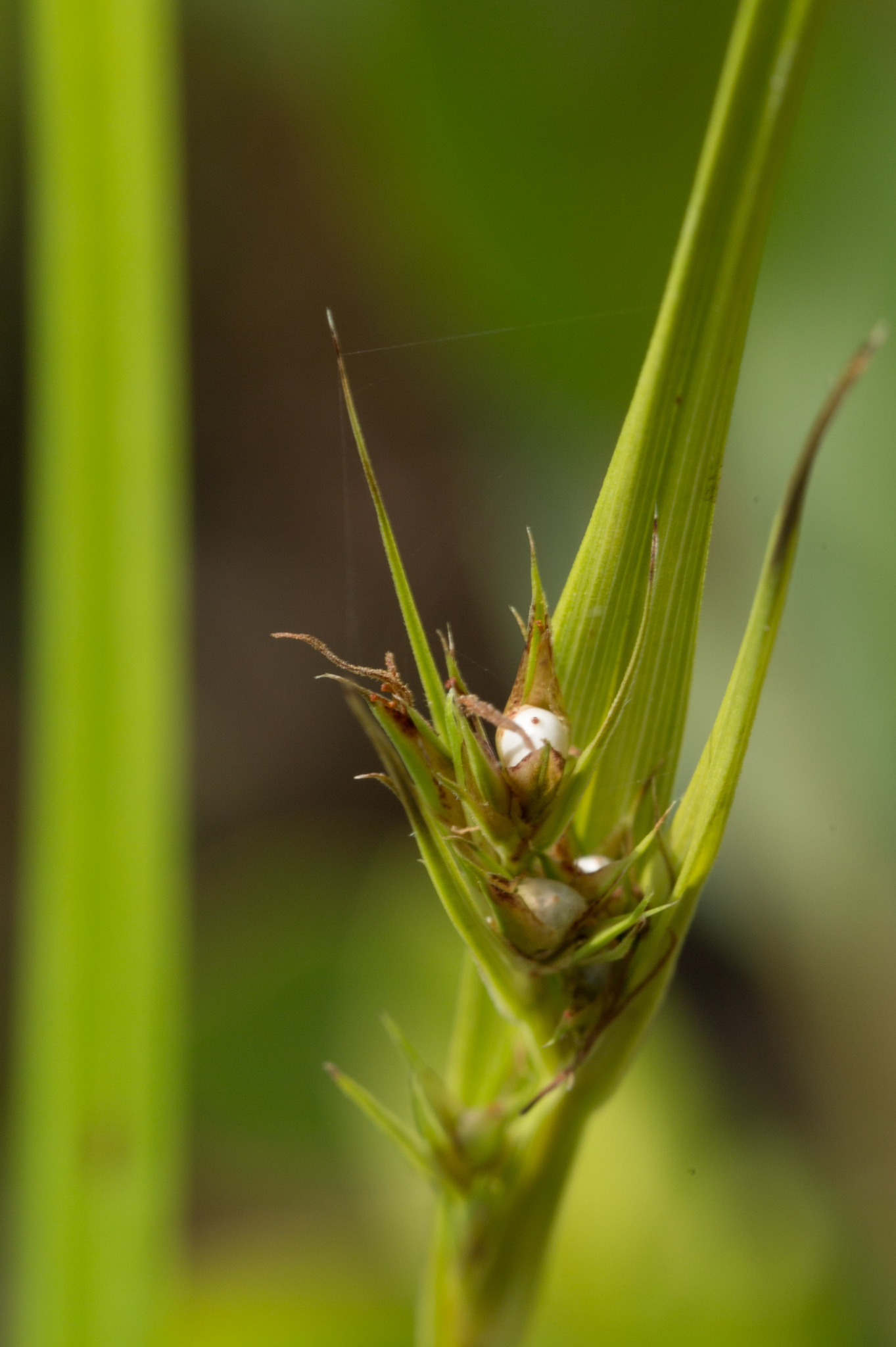 Scleria triglomerata