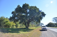 Chloroleucon tenuiflorum