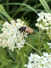 Trigonarthris subpubescens