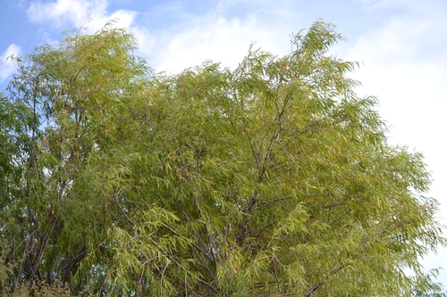 Image of Salix bonplandiana by (c) Mauricio Calderón, some rights reserved (CC BY)
