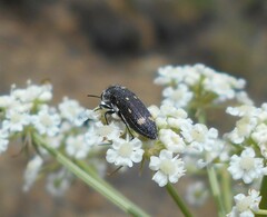 Acmaeoderella flavofasciata flavofasciata