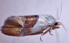 Phalonidia lepidana