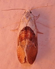 Phalonidia lepidana