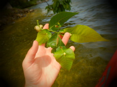 Phylloxera caryaecaulis