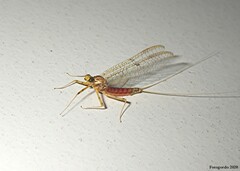 Stenacron interpunctatum interpunctatum