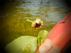 Phylloxera caryaecaulis